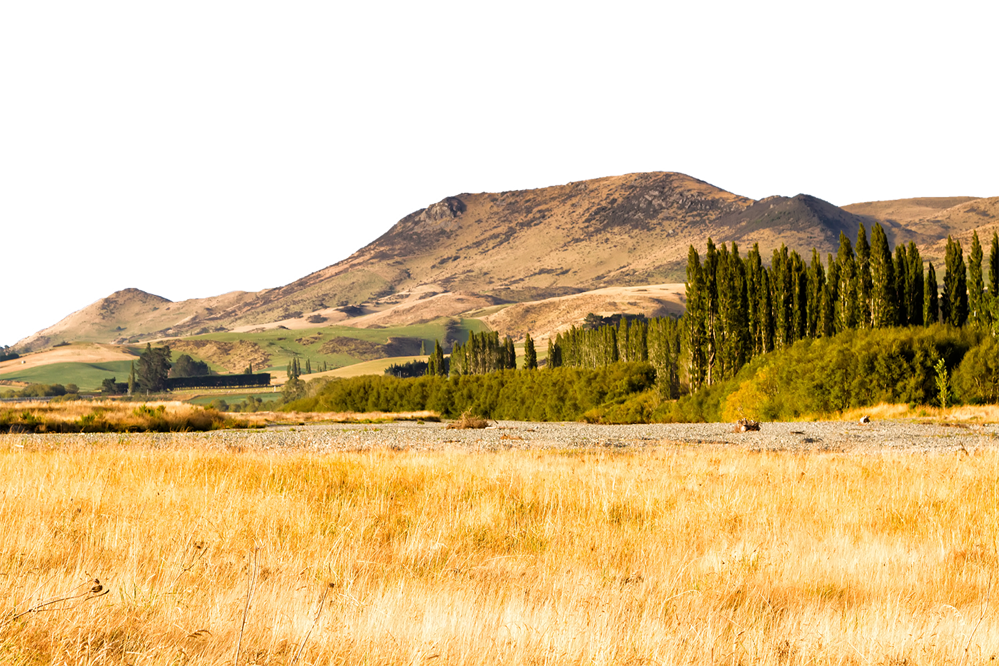 Beautiful farmland view in summer on the South Island of New Zealand
